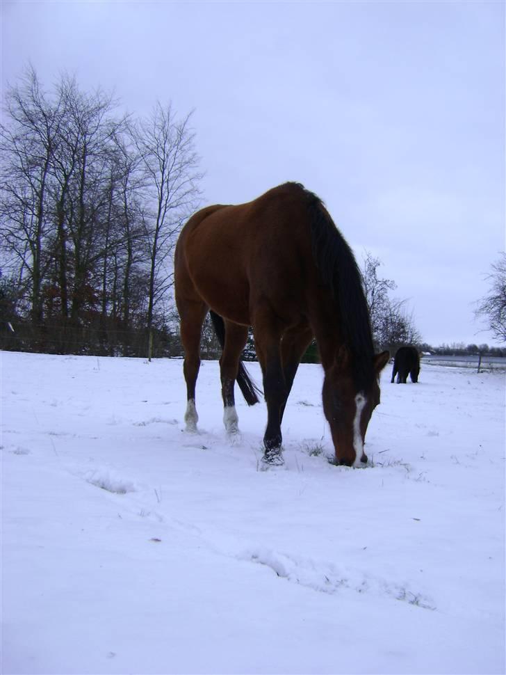 Arabisk fuldblod (OX) Manila OX 2955 - Smukke pigen <3 billede 10