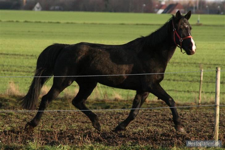 Anden særlig race Casey billede 18