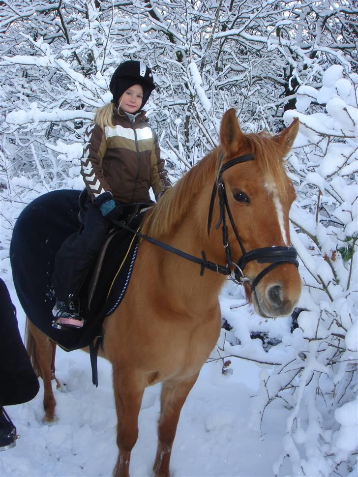 Anden særlig race Phønix - det er så dejligt her i den kolde sne billede 7