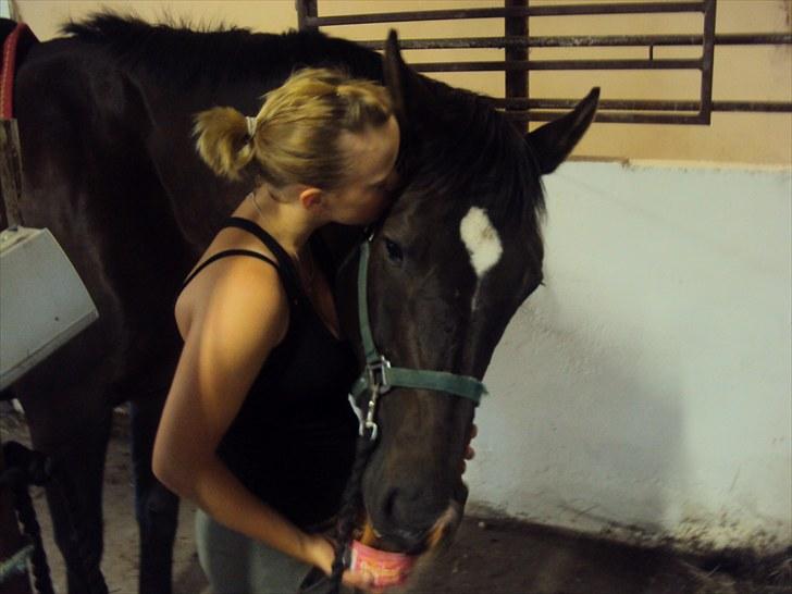 Dansk Varmblod Fan Ace  DH hoppe *halvpart* - 1# billede 1