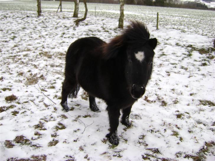 Shetlænder Malina - Malina i sneen 18.12.09 billede 13