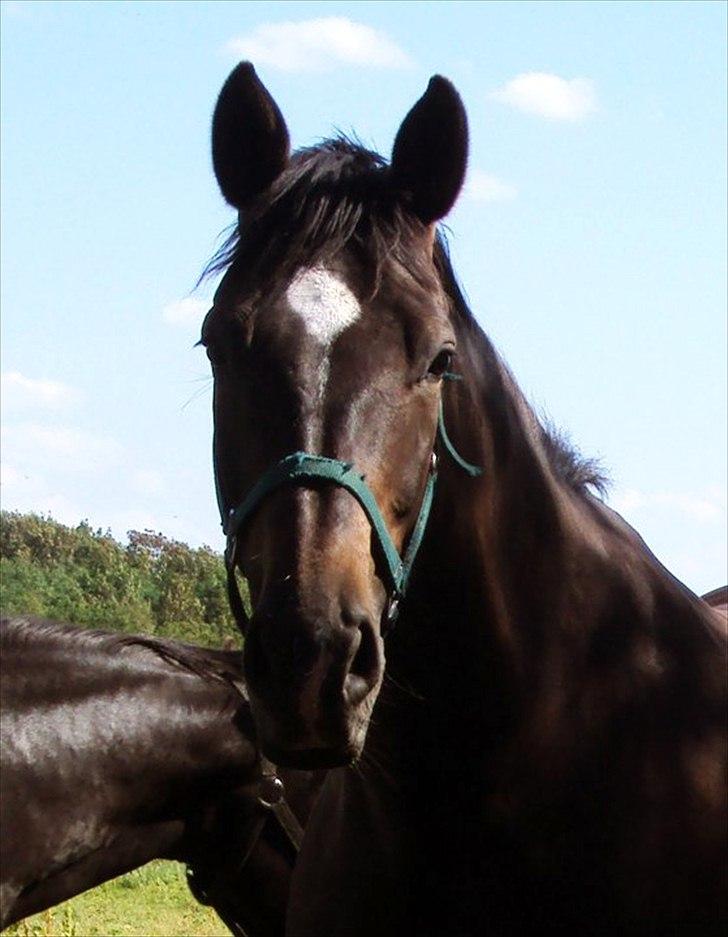 Dansk Varmblod Fan Ace  DH hoppe *halvpart* - 2# billede 2