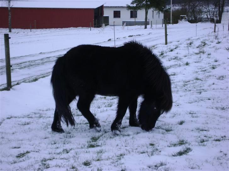Shetlænder Malina - Hmmn kan det mon spises? :p billede 15