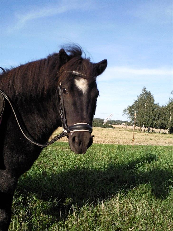 Shetlænder Malina - Søde Malina :D billede 16