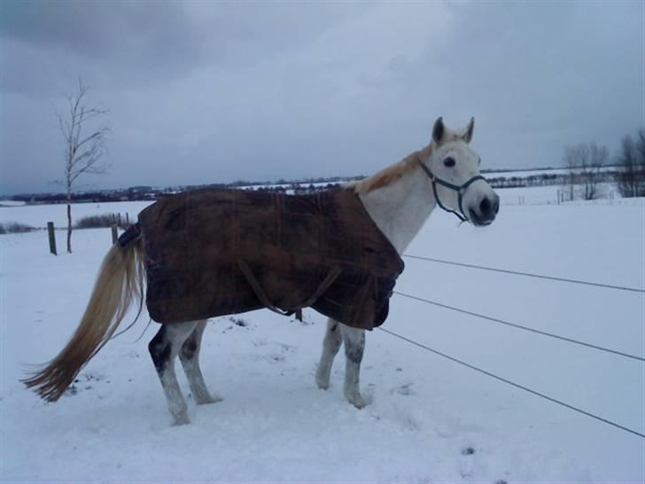 Anden særlig race Matiné solgt billede 12