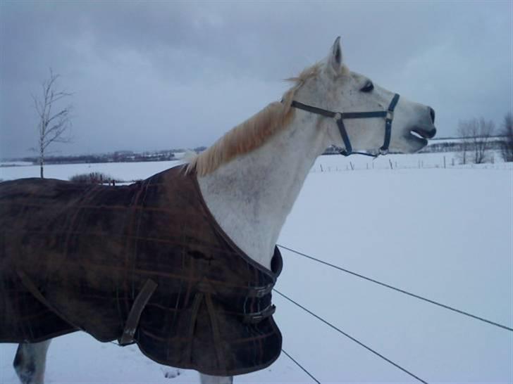 Anden særlig race Matiné solgt billede 13