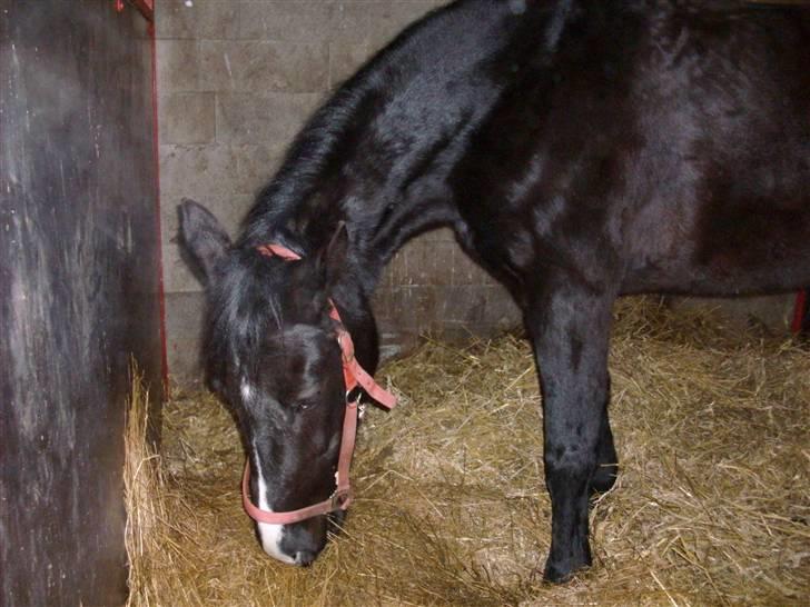 Anden særlig race Casey billede 19