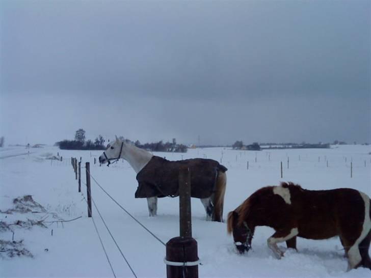 Anden særlig race Matiné solgt billede 14