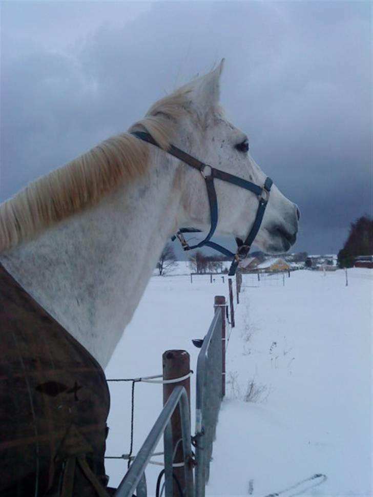 Anden særlig race Matiné solgt billede 15