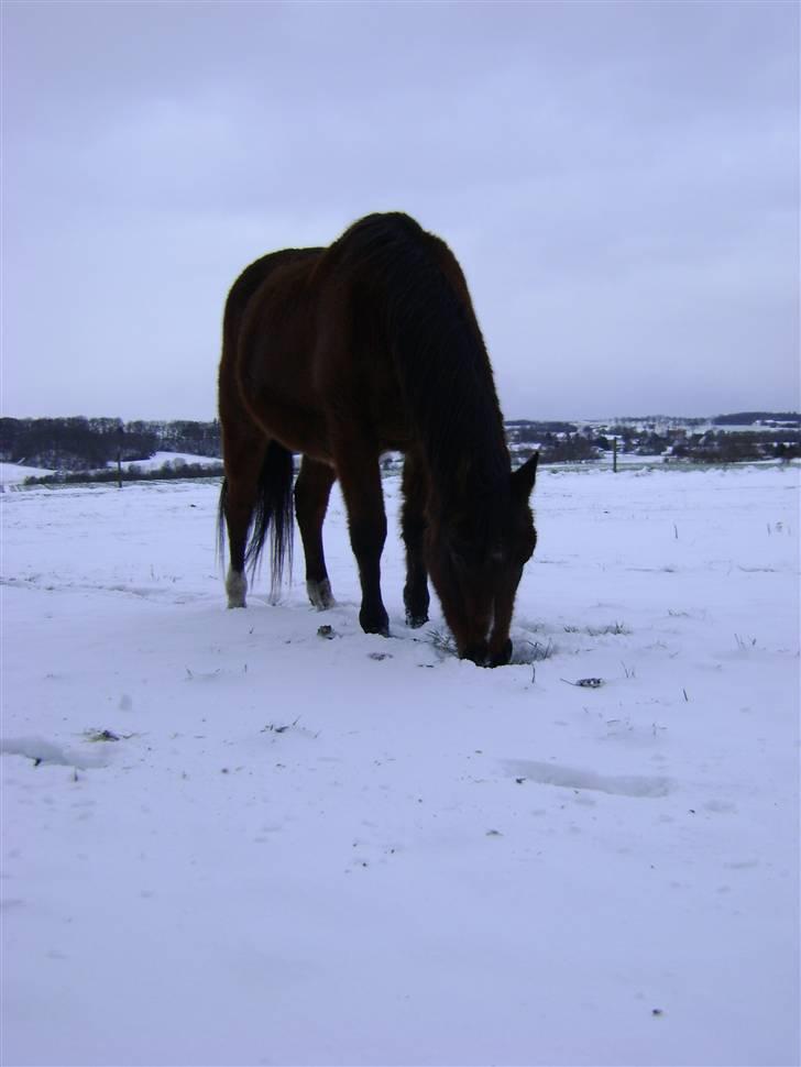 Arabisk fuldblod (OX) Fighter OX 955 - Smukke bamse-pony<´3 billede 17