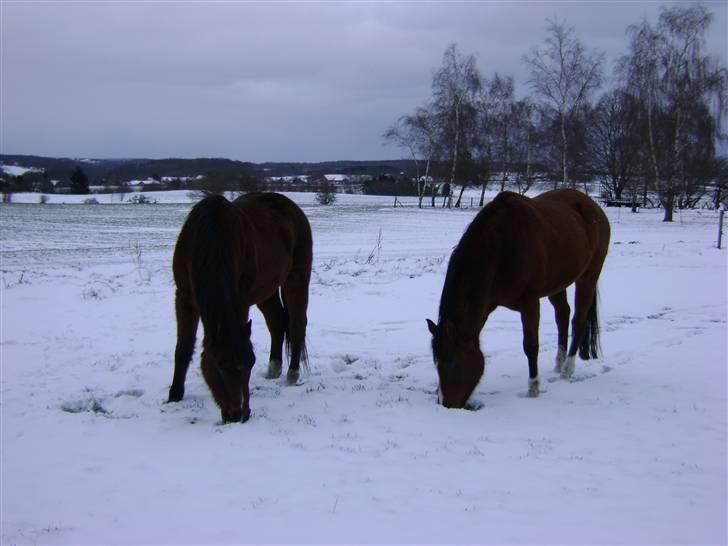 Arabisk fuldblod (OX) Fighter OX 955 - Fighter (t.v) & Manila (t.h) vinter 2009 billede 18