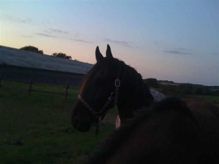 Frieser Søndergaards Kenai - Hygger i solnedgangen billede 19