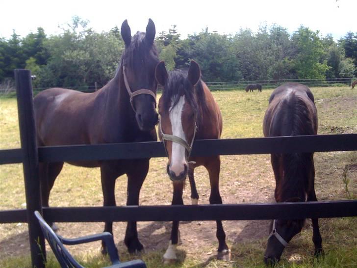 Frieser Søndergaards Kenai - 8.6.09
Dalton brødrene - trip, trap, tønde billede 4