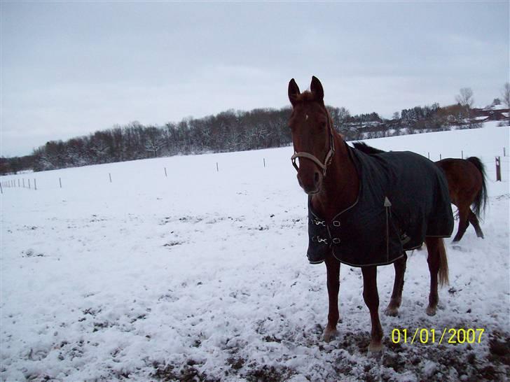 Frederiksborg vivaldi"s sunshine R.I.P billede 6