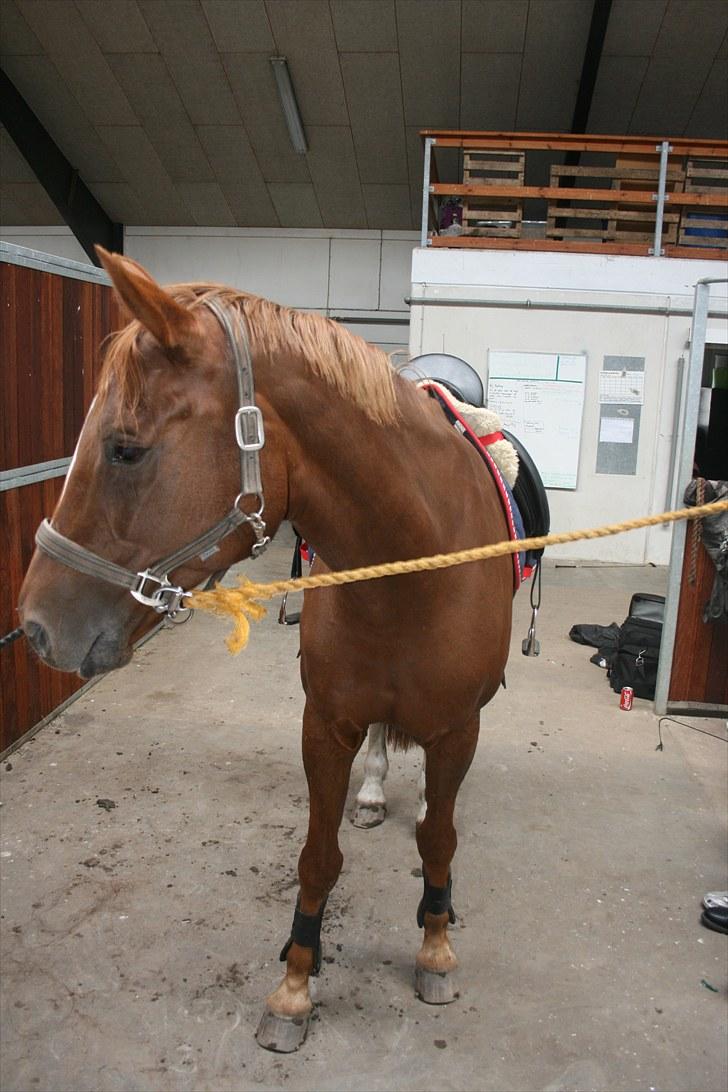 Dansk Varmblod Zarisma R.I.P billede 2