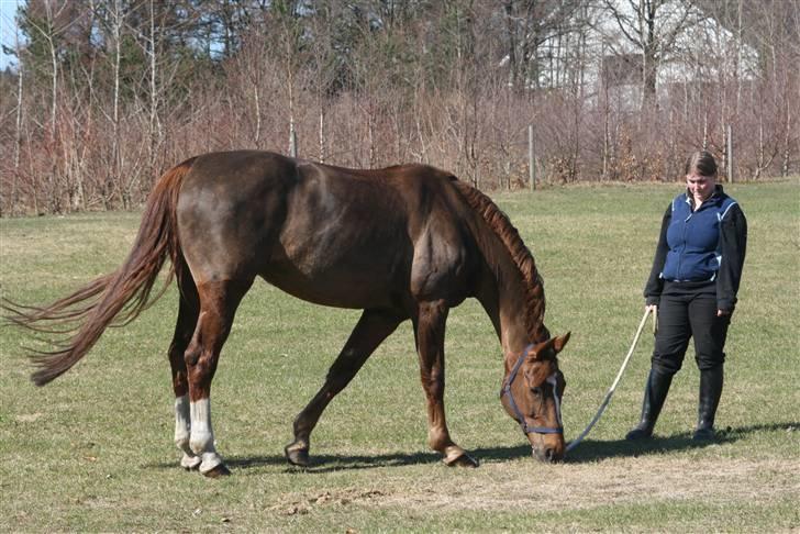 Dansk Varmblod Zarisma R.I.P - Uhm Mad :D billede 3