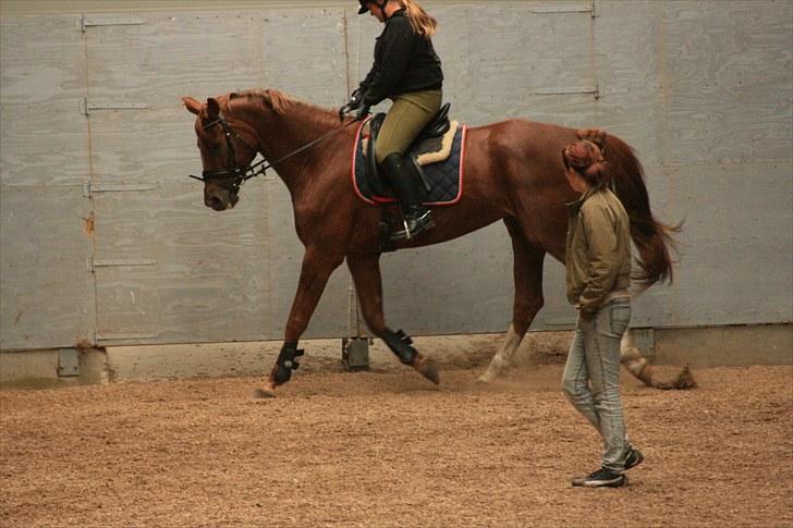 Dansk Varmblod Zarisma R.I.P - Trav billede 9