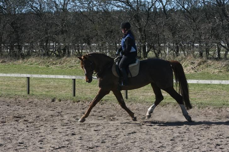 Dansk Varmblod Zarisma R.I.P billede 12