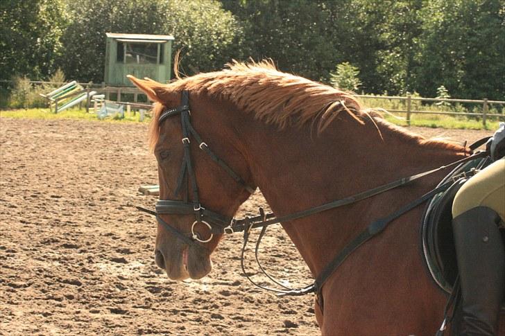 Dansk Varmblod Zarisma R.I.P billede 13