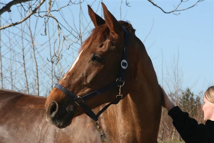 Dansk Varmblod Zarisma R.I.P billede 16