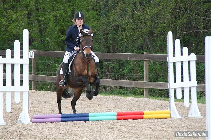 New Forest Florel - my jumping powny billede 1