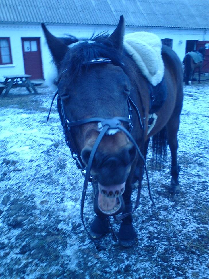 New Forest Florel billede 2