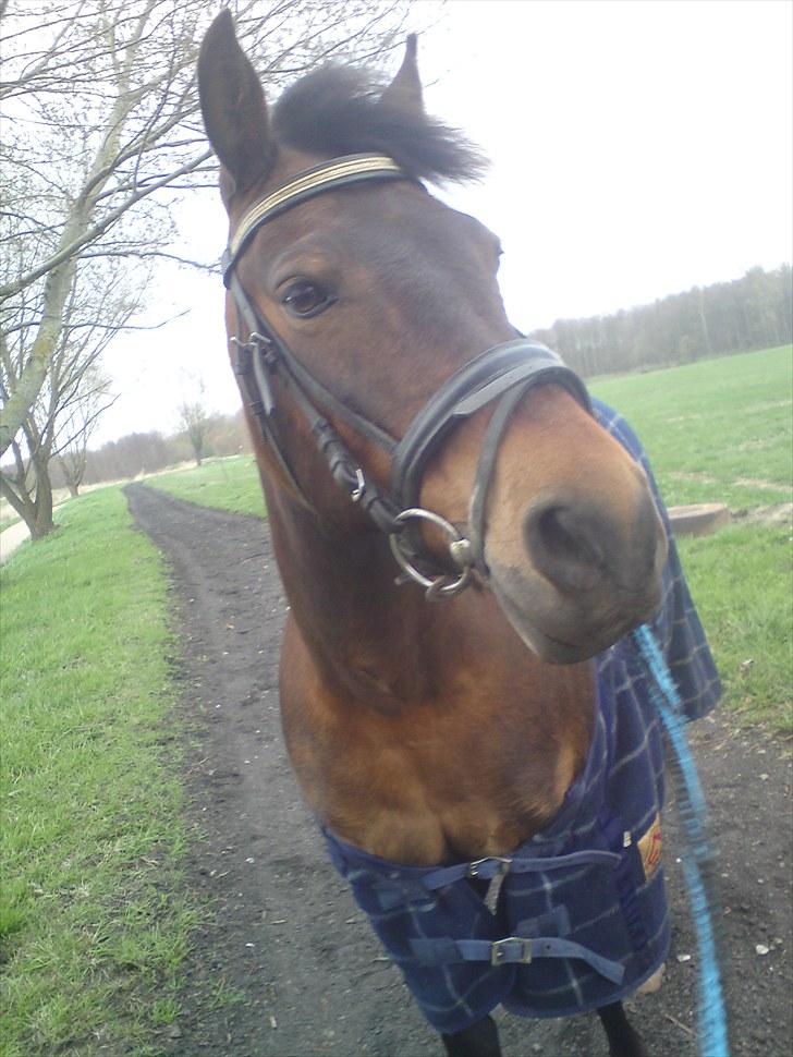 New Forest Florel billede 3