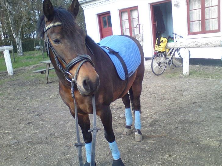 New Forest Florel - min øjesten billede 4