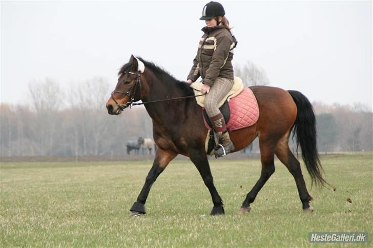 New Forest Florel - mig og  ralle ridder billede 5