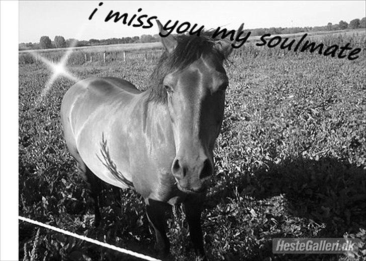 New Forest Florel - min skatte pony! billede 8