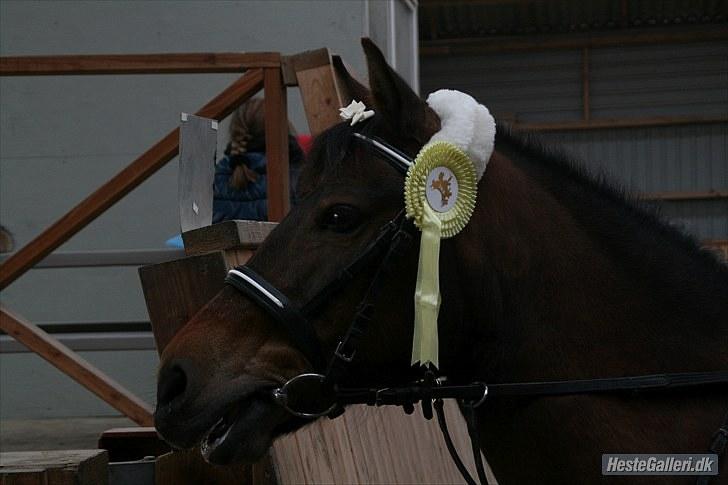 New Forest Florel - verdens smukkeste pony!! billede 9