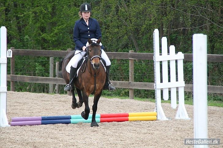 New Forest Florel - NÆSTE SPRING !!! billede 11