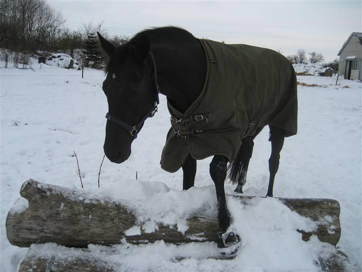 Trakehner Syrah  (solgt) billede 9