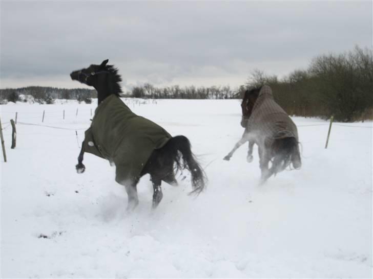 Trakehner Syrah  (solgt) - Uh det er sjovt at lege i sne!! billede 10