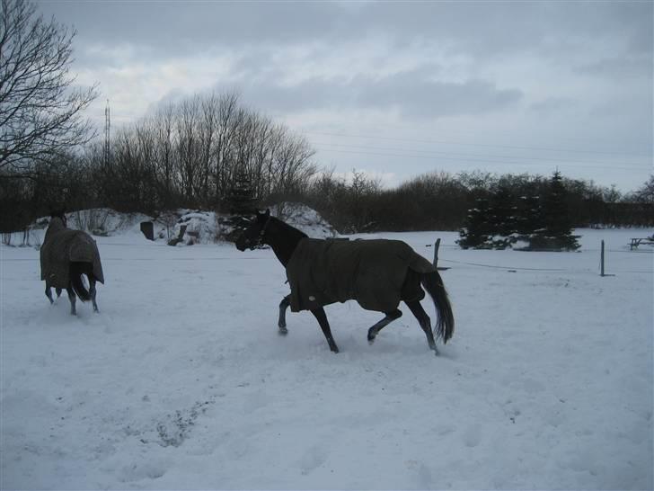 Trakehner Syrah  (solgt) billede 11