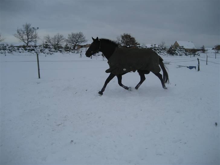 Trakehner Syrah  (solgt) billede 12