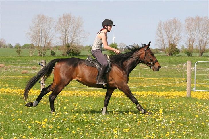 Traver Miss Williams † - Missen & jeg galoppere i en let kortere galop end vi plejer, hun har ikke helt lært anspring endnu :´D <3 Foto: Edita G. Cizmic billede 15