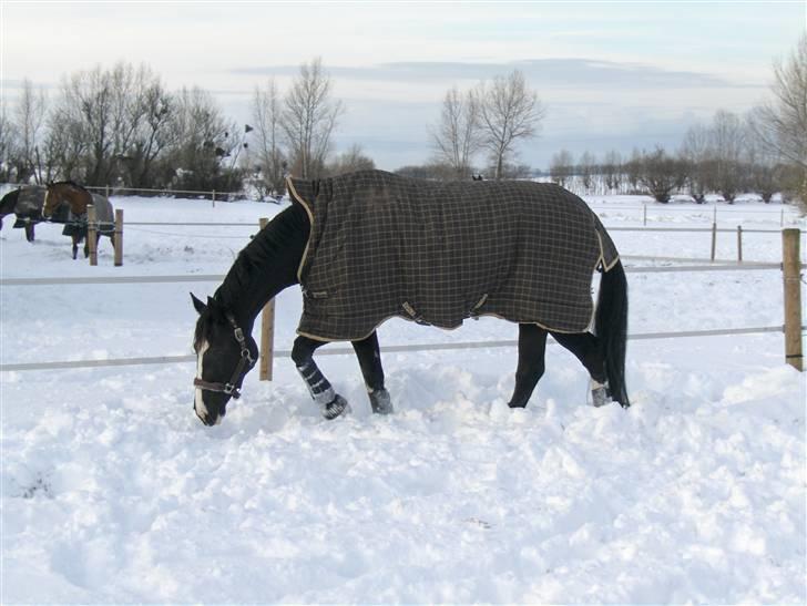 Dansk Varmblod Antino - antino i sne i bregnør billede 5