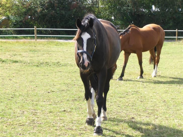 Dansk Varmblod Antino billede 6