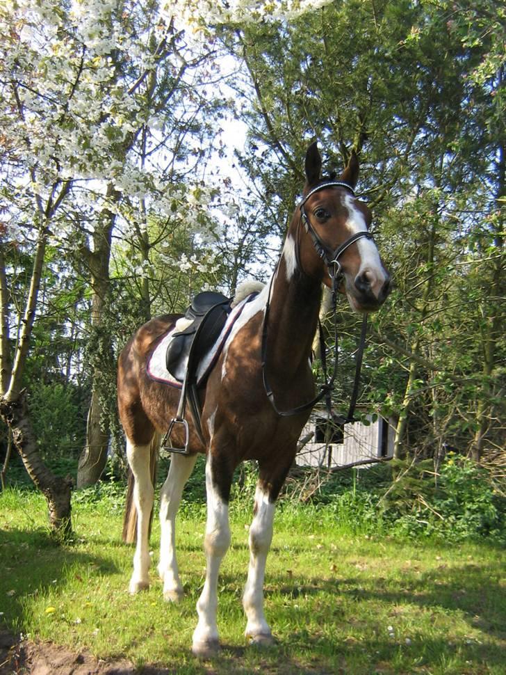 Pinto Amigo SOLGT og savnet ;'( billede 19