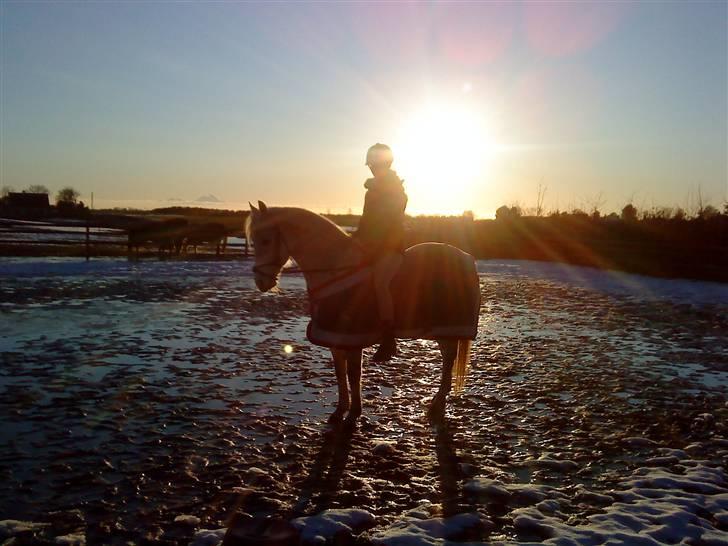 Anden særlig race Lafajet billede 1