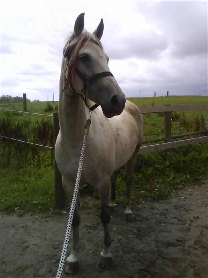 Anden særlig race Lafajet billede 2