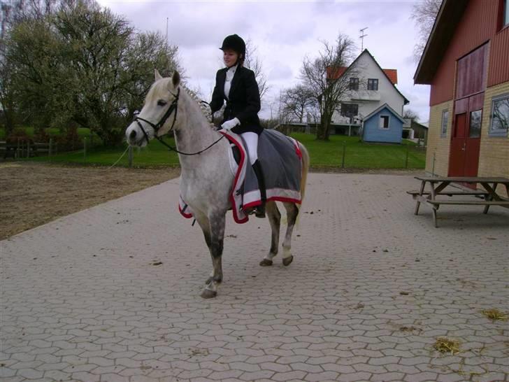 Anden særlig race Lafajet billede 3