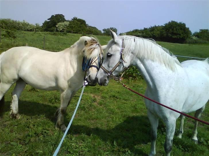 Anden særlig race Lafajet billede 4