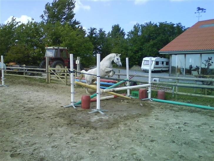 Anden særlig race Lafajet billede 5