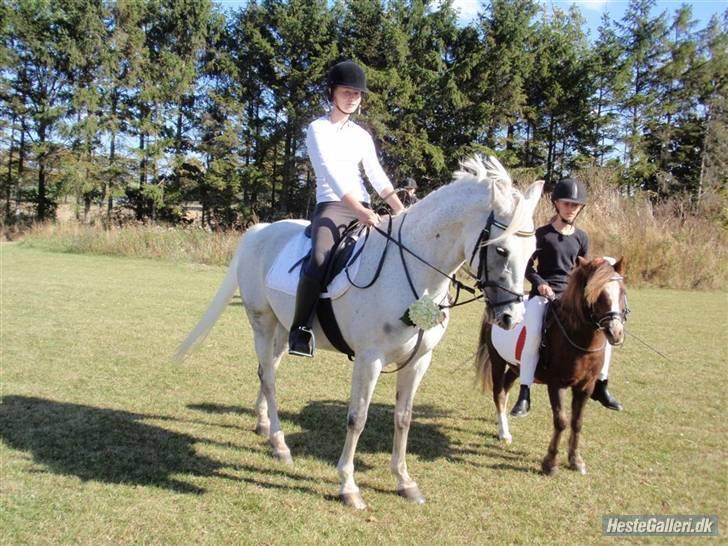 Anden særlig race Lafajet billede 6