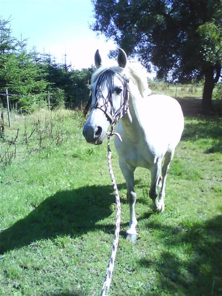 Anden særlig race Lafajet billede 7