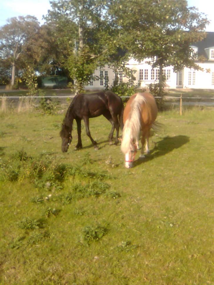 Haflinger Vicki  - De to nyankomne :) billede 16