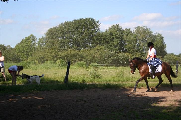 New Forest VOGNMANDGÅRDENS SHANTI  † billede 19