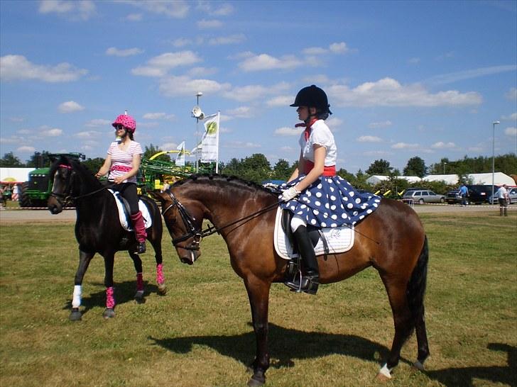 New Forest VOGNMANDGÅRDENS SHANTI  † - så holdes der lige pause.  billede 20